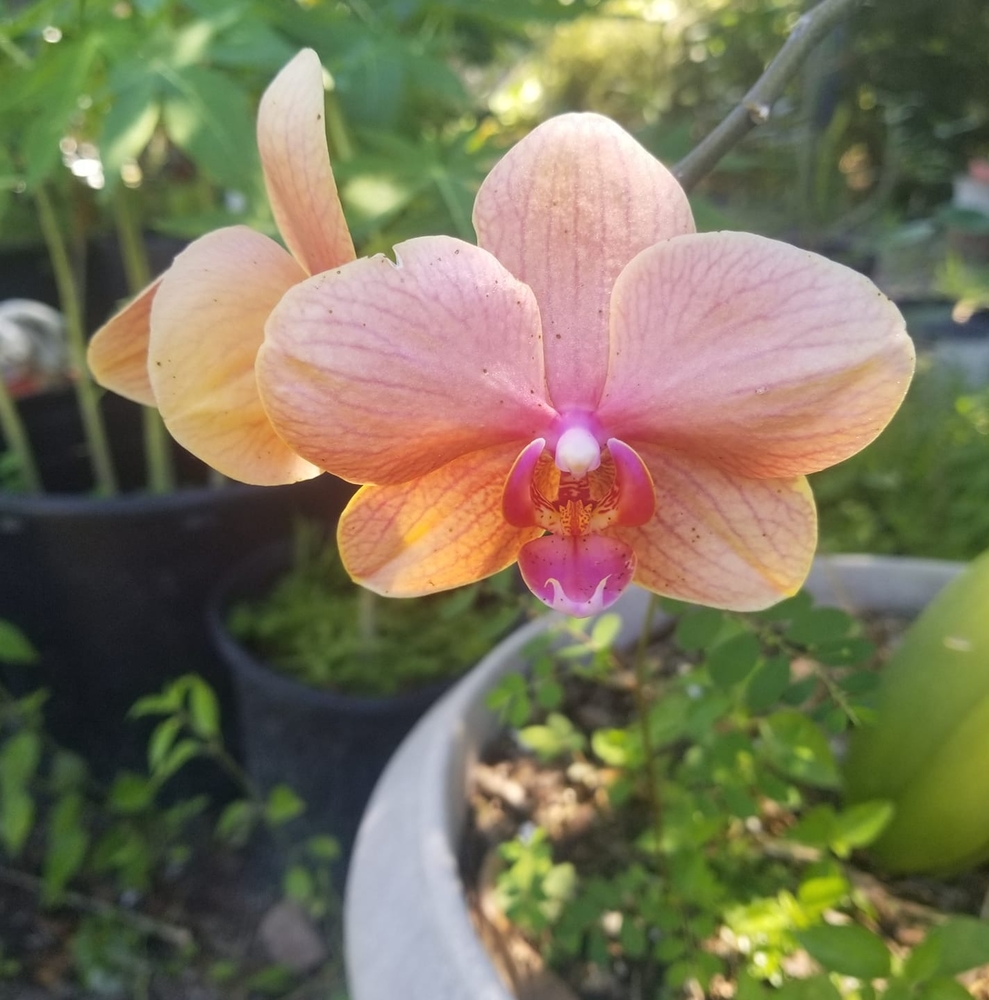 Meet your Posher, Teresa